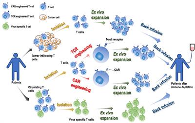 When Onco-Immunotherapy Meets Cold Atmospheric Plasma: Implications on CAR-T Therapies